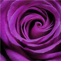 浪漫的淡紫色微信头像(紫色图案的微信头像)