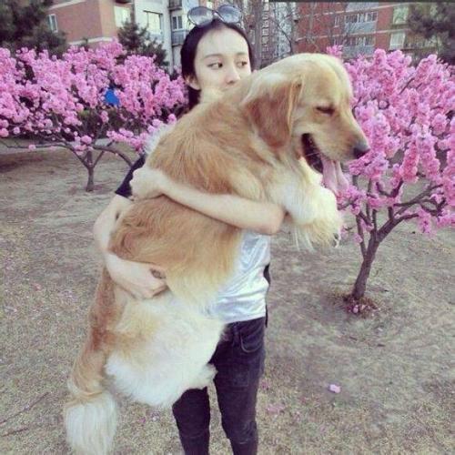 一个女人牵一只狗的情侣头像(牵着狗的情侣头像一人一半)
