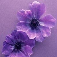 紫色花草头像图片大全(紫色鲜花头像图片大全)