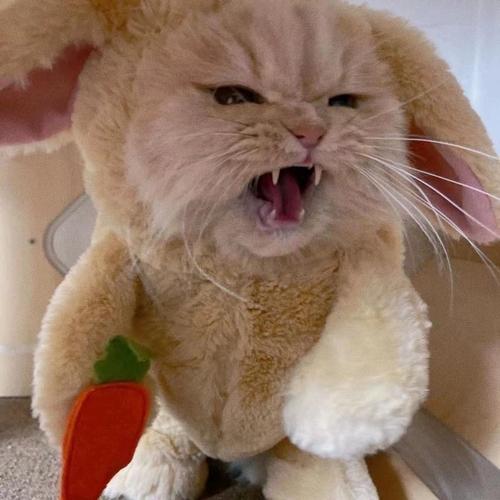 猫咪超级无敌可爱戴兔子头套头像(可爱猫咪头像戴帽子高清)