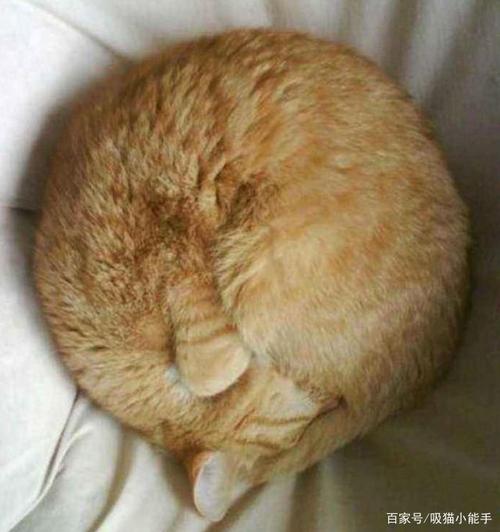 小猫埋脸睡头像(小猫失眠头像)