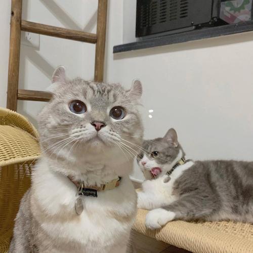 一个人两只猫咪的头像(两只猫咪头像一左一右)