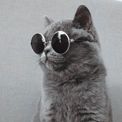 猫戴着眼镜的高清头像(猫头像高清大图)