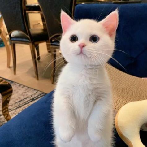 白色猫咪情侣头像 图文(高质量情侣头像猫咪)