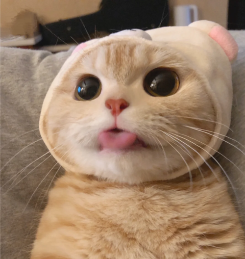 可爱猫猫头像正脸(关于猫猫帅气可爱的头像)