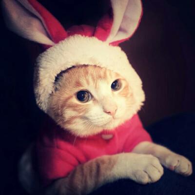 兔耳朵猫猫头像(大耳朵猫猫情侣头像)