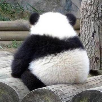熊猫头像图片孤独(熊猫头像伤感)