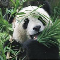 竹子熊猫微信头像(熊猫吃竹子的微信头像)