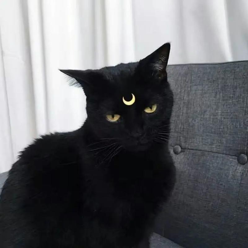 黑猫可爱头像图集(可爱的小黑猫照片头像)