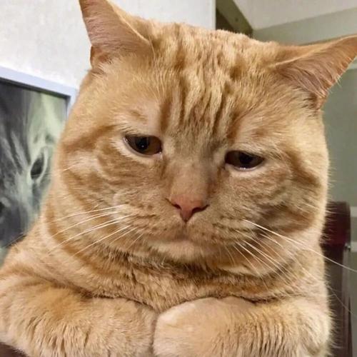 一只沙雕的猫头像(沙雕又高级的头像猫)