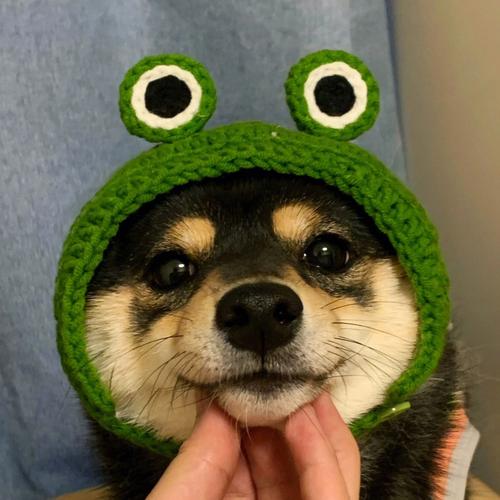 柴犬青蛙帽情侣头像(柴犬的情侣头像一对)