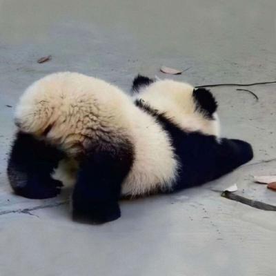 熊猫头像休闲图片(熊猫的头像图片可爱)