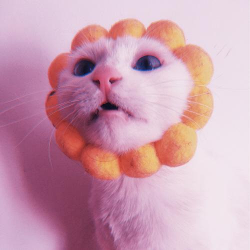 猫戴粉色头套头像(猫戴头套像狮子的头像)