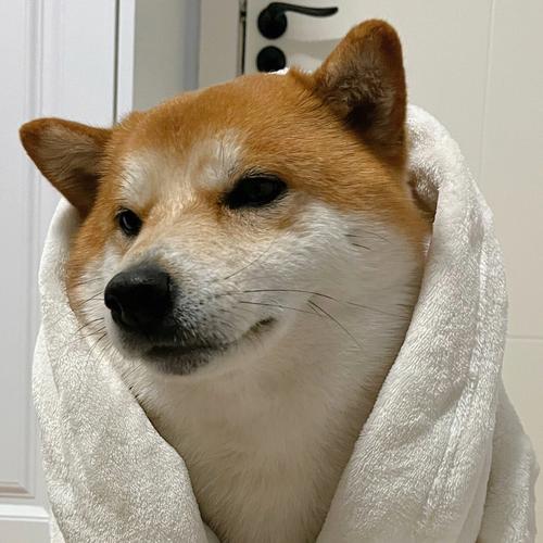 柴犬洗澡时的头像(柴犬的清晰头像)