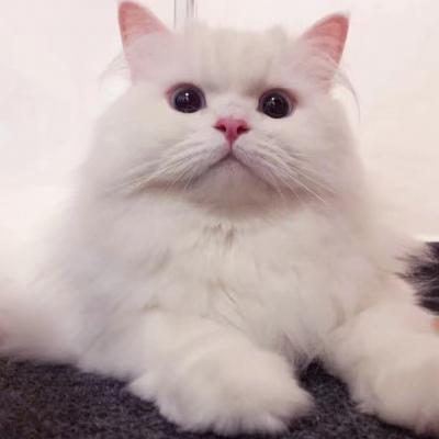 小猫头像白色可爱(高质量可爱小猫头像)