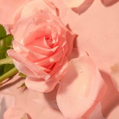 粉红色漂亮玫瑰花头像(玫瑰花朵图片头像)