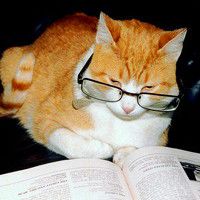 猫咪戴眼镜高清头像(猫超清头像)
