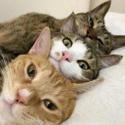 三人猫咪头像图片(三只猫咪的头像)
