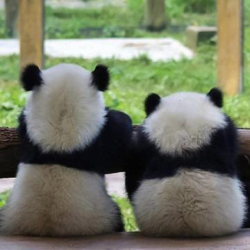 可爱情侣熊猫头像(熊猫情侣头像图片大全可爱)