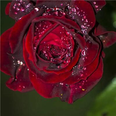 红玫瑰图片微信头像(微信情侣头像)