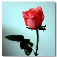 有关玫瑰花的微信头像图片(漂亮的玫瑰花图片微信头像)