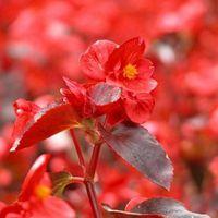 红红火火的花朵头像(红红火火的图片头像)