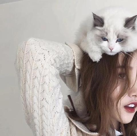 一个女的抱着猫的头像 图文(一个女生坐着摸着一个猫的头像)