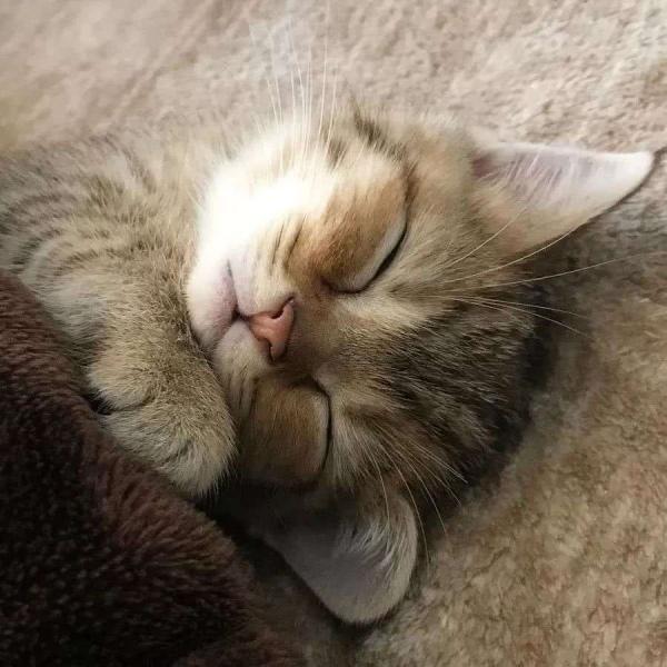 小猫平躺睡觉头像(小猫躺床上盖被子看镜头头像)