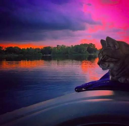 一只猫划船自拍原图头像(猫的划船自拍照片头像)