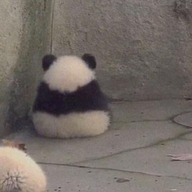 熊猫头像图片孤独(熊猫头像伤感)