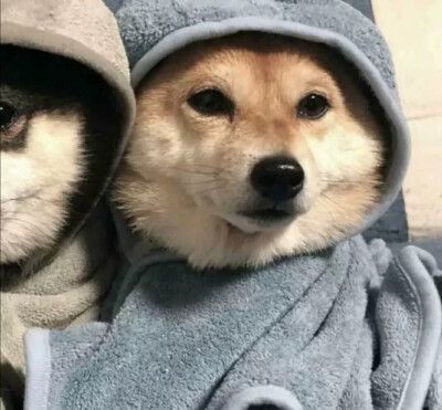 两只柴犬戴着帽子情侣头像(两只狗的情侣头像柴犬)