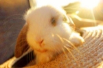 兔子头像图片微信彩铅素描